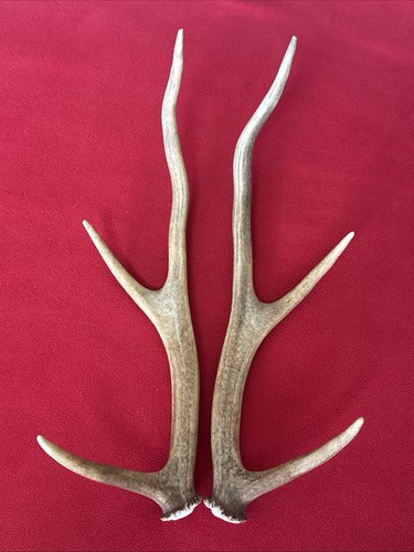 Pair red deer - pair, of