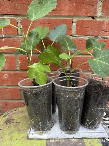 Fig plant full of - plant, –