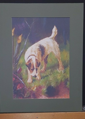 Jack russell ferreting - russell,,