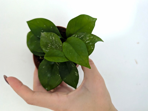 Hoya carnosa freckled - hoya,