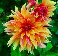 African Marigolds & Dahlia