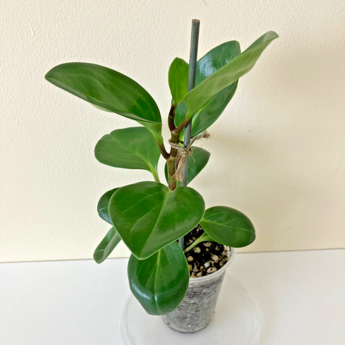 Baby rubber plant peperomia - rubber, (peperomia