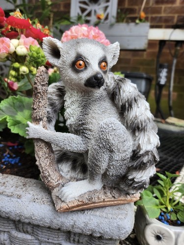 Ring tailed lemur garden - lemur,
