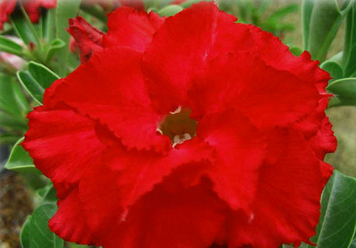 Adenium obesum triple - obesum,,