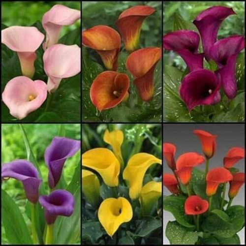 Pretty imported double calla - double,