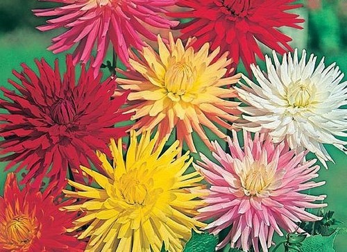 Flower dahlia cactus hybrids - cactus,