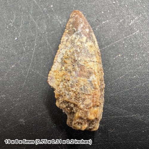 Genuine raptor dinosaur tooth