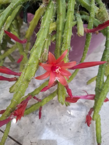 Rat tail cactus aporocactus - rat,