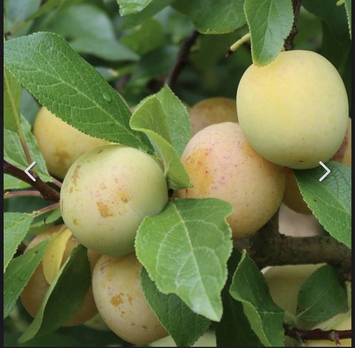 Organic rooted gage old plum - organic,