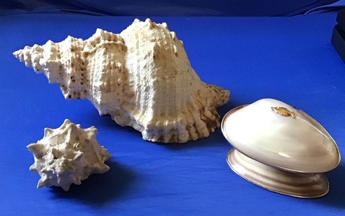 3pc decorative seashell lot - 3pc,