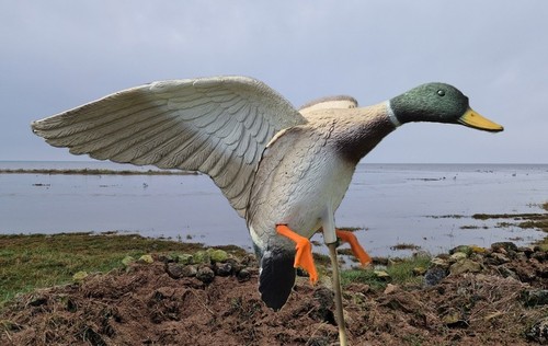 Duck decoys sportsplast - duck,