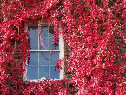 Virginia creeper seeds 25 - creeper,