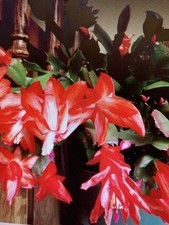 Christmas Cactus rooted cutting, potted in a 9 cm pot. Currently not in flower