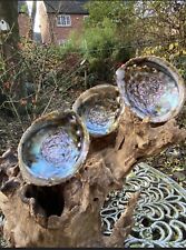 Abalone Shell Mother of Pearl