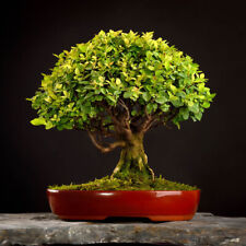Indoor Bonsai Tree, Zelkova Elm, Easy Care, Decorative Gift, 15cm Ceramic Pot