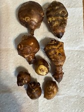 Jerusalem Artichokes tubers
