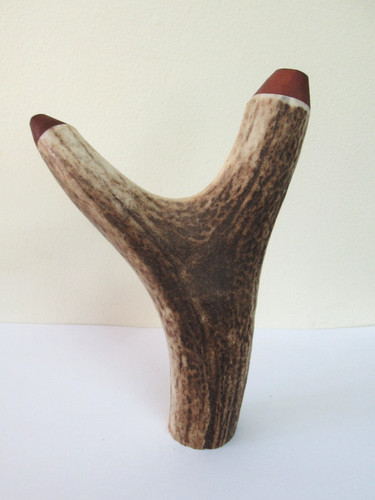 Scottish red deer - red, antler