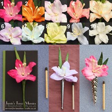 1 STARGAZER LILY: Tussie