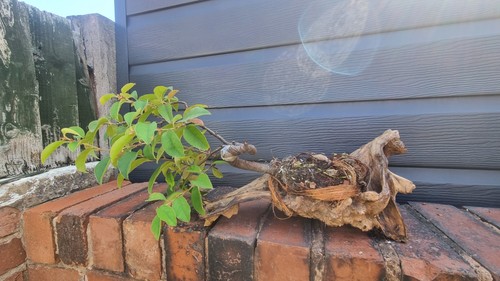 Shohin japanese quince bonsai - shohin,
