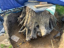 Large Oak tree stump