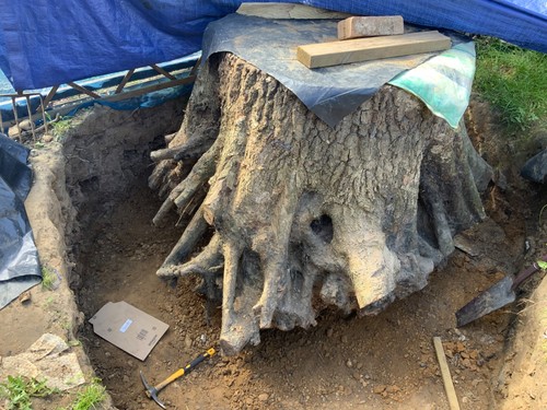 Large oak tree - oak, inches