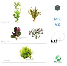 Mixed Bundle V2 80 Lt Live