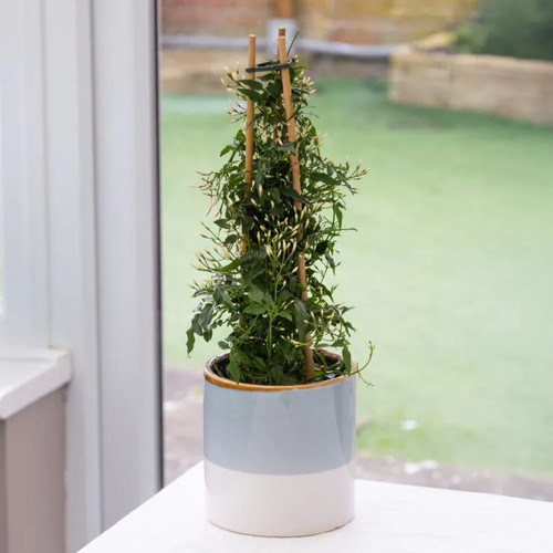 Jasmine polyanthum white - polyanthum, –