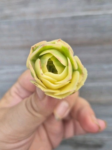 Aeonium golden jade unrooted - |,