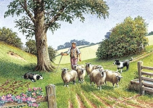 Border collie sheep dog - border,