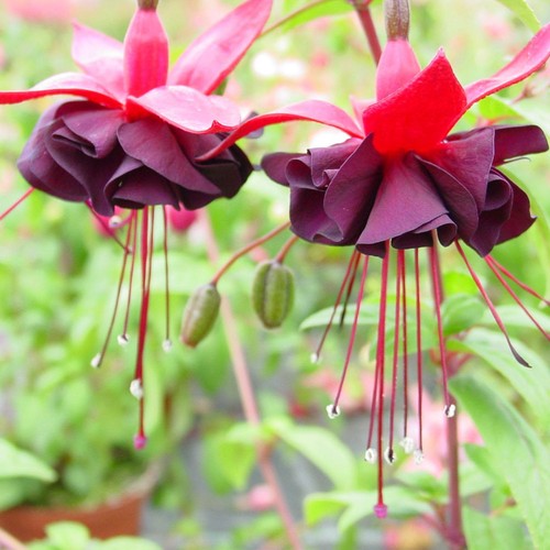 Fuchsia blacky dark - dark, purple