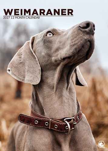 Weimaraner 2027 a3 wall - |,