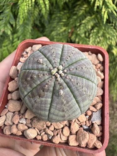 Rare euphorbia hybrid - rare!,