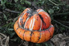 ORGANIC GOURD TURKS TURBAN 10