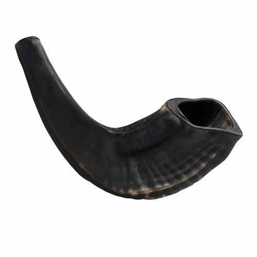 Authentic natural ram - ram, horn