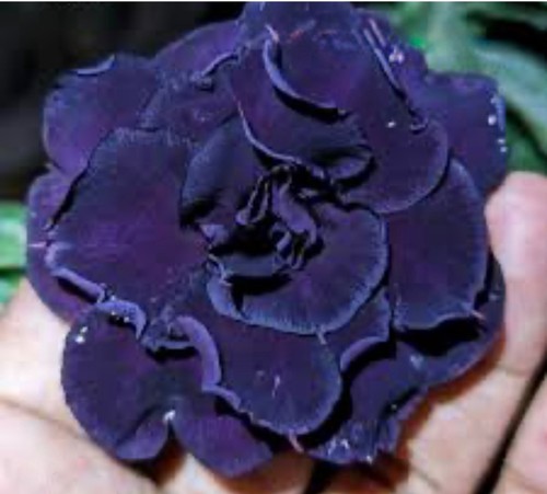 Indigo blue desert rose - -,