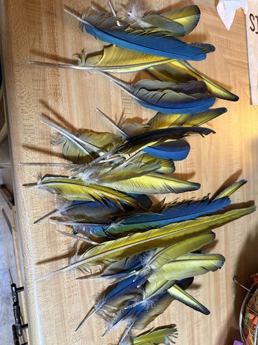 Macaw parrot blue gold - macaw,