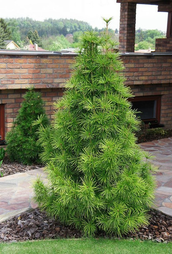 Sciadopitys verticillata - sciadopitys,