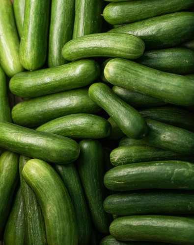 Baby cucumber plug - cucumber, plants