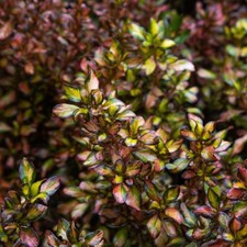 2 x Coprosma 'Glowing Embers'