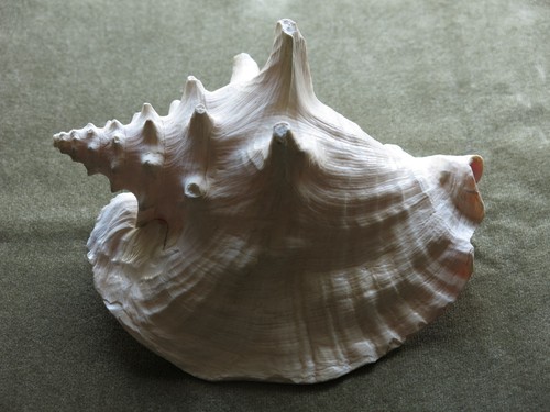 Large queen conch - large,