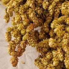 Slim Dried Golden Hop Bines