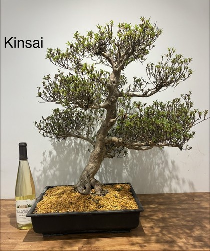 Kinsai satsuki azalea - satsuki,