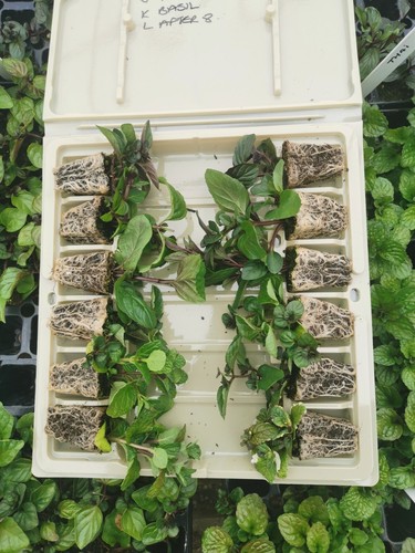 Unusual mint mentha xl - unusual, mint/mentha