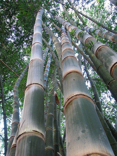 Dendrocalamus asper giant - dendrocalamus, (giant