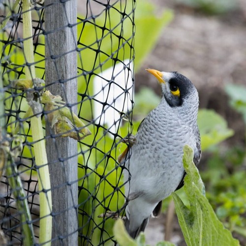 Bird netting pond fruit net - pond,