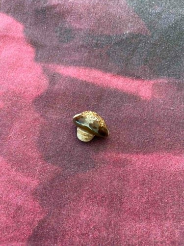 Cowrie shell cork - cowrie,