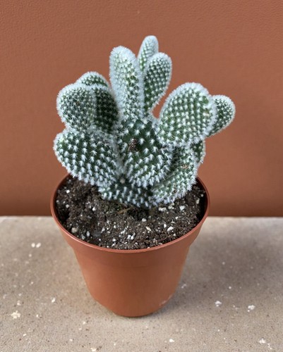 Opuntia microdasys albispina - albispina, |
