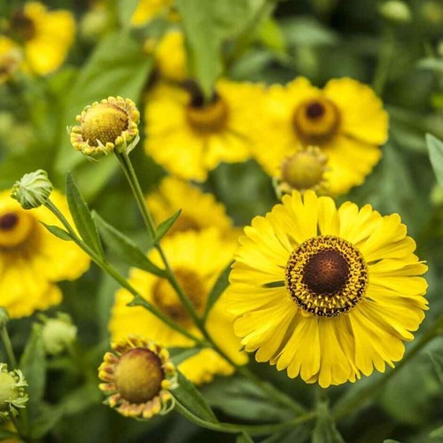 Helenium bishop yellow - helenium,
