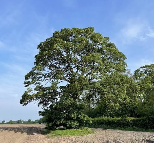 Oak tree seedlings 20cm - ,