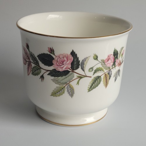 Wedgwood hathaway rose plant - wedgwood,